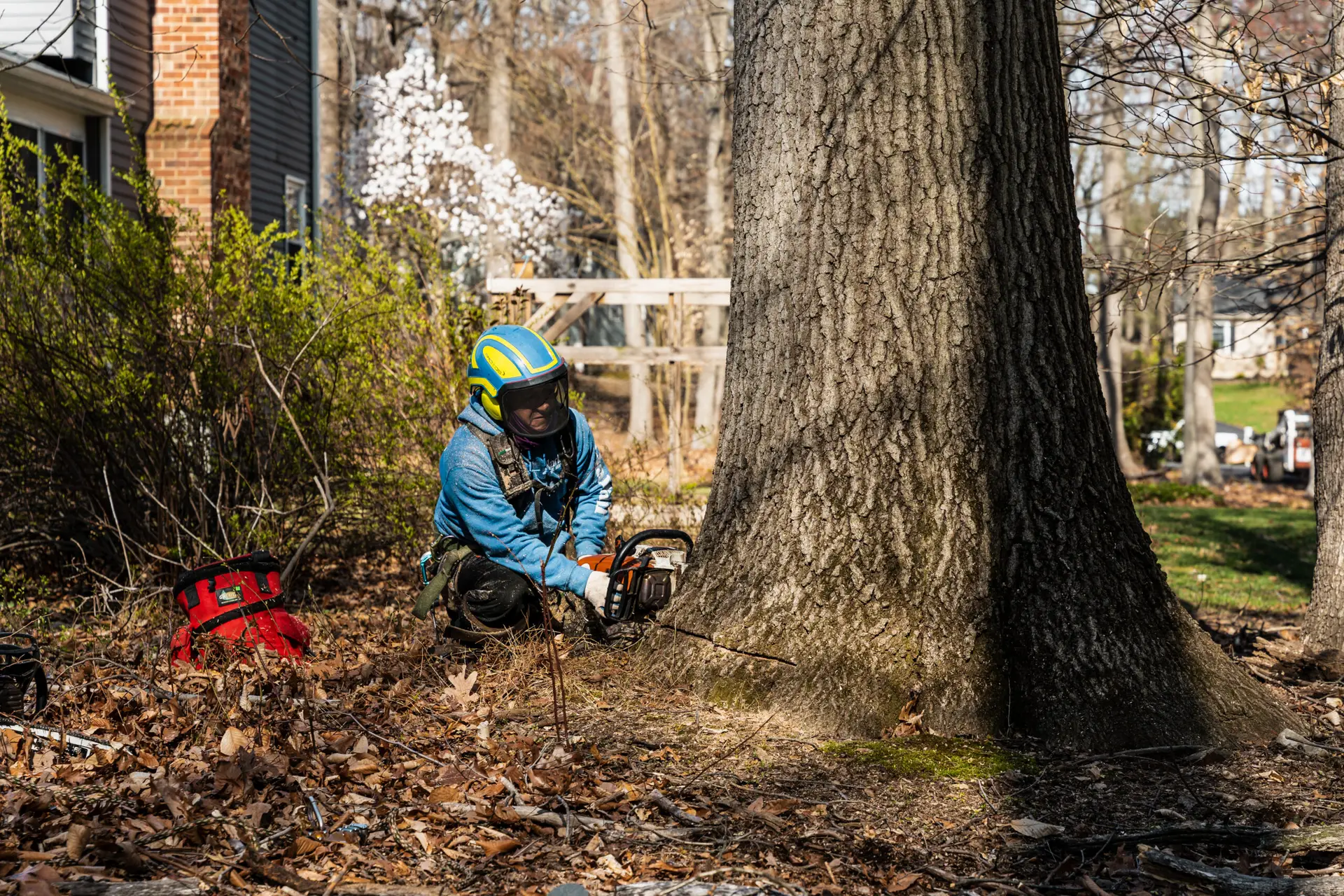 Tree Service Exton West Chester Malvern Downingtown