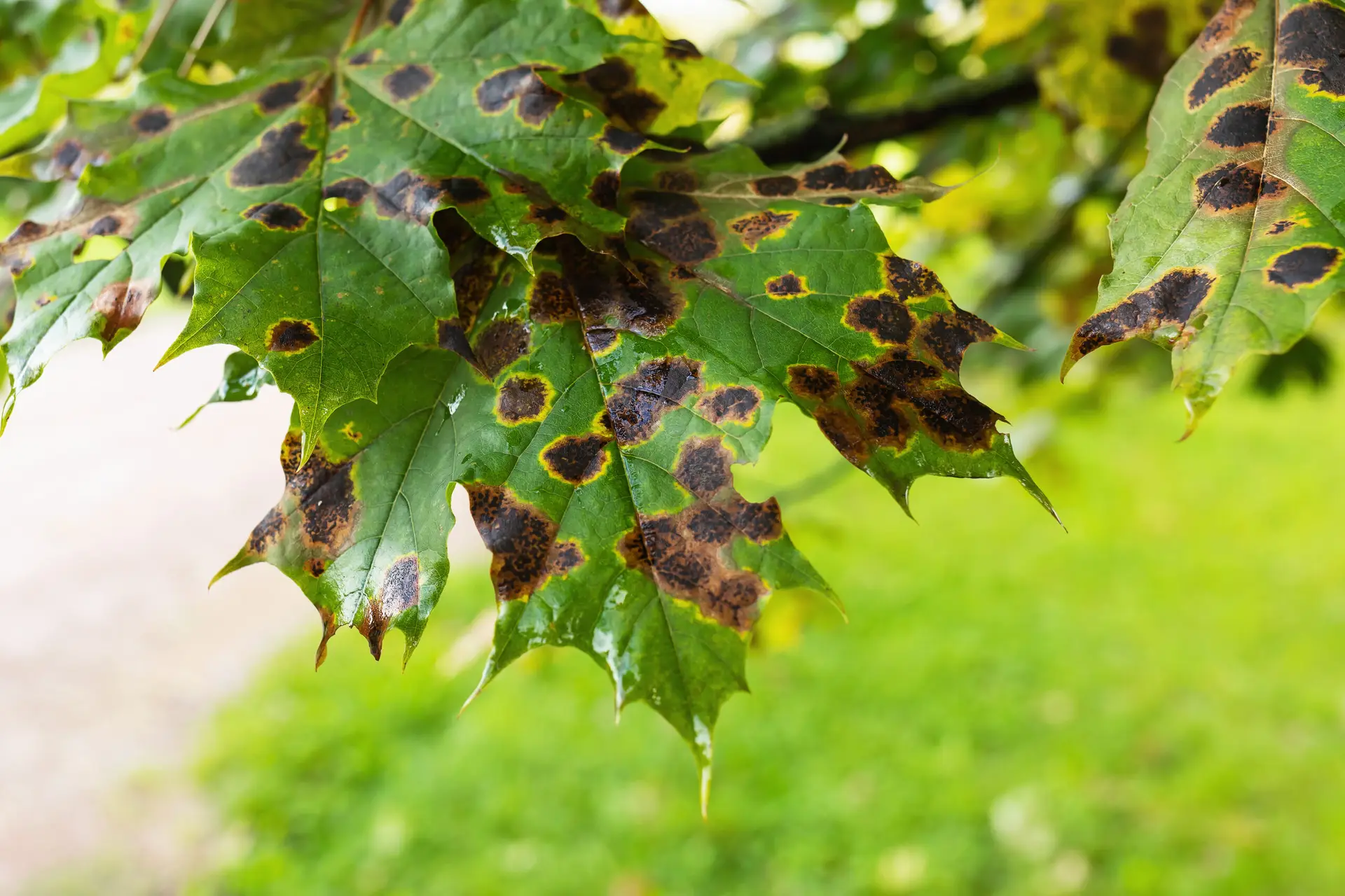 Disease Diagnosis & Treatment - Harlan Tree Service West Chester