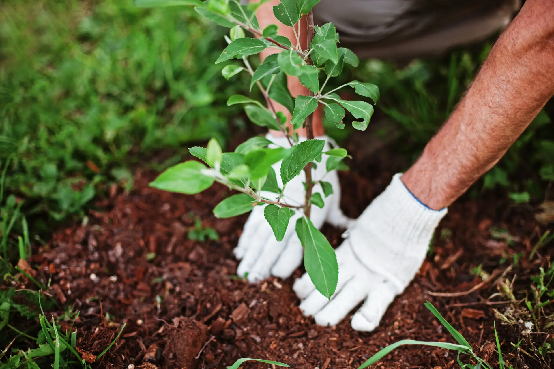 Tree Planting Chester County PA