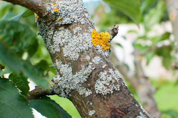 Processing of a sick tree, damage on a tree trunk. Close up. Processing of a sick tree, damage on a tree trunk.
